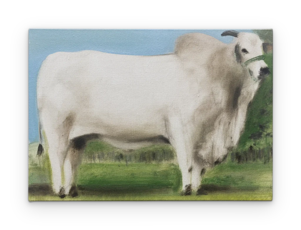 Nelore 70